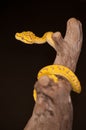 Juvenile Green Tree Python (Morelia viridis) Royalty Free Stock Photo