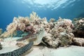 Juvenile green turtle