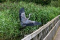 Juvenile grey heron, Ardea cinerea, in flight Royalty Free Stock Photo