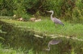 Juvenile Grey Heron at river Royalty Free Stock Photo