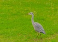 Juvenile grey heron walking in a green meadow Royalty Free Stock Photo