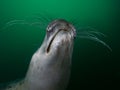 A juvenile Grey Seal underwater plays and shows off it`s whiskers.