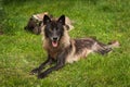 Juvenile Grey Wolf Canis lupus Acts as Babysitter