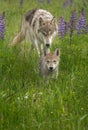 Juvenile Grey Wolf Canis lupus Chases After Pup