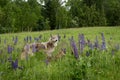 Juvenile Grey Wolf Canis lupus Looks Up in Lupine Field