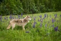Juvenile Grey Wolf Canis lupus and Pup Stand in Field of Lupin