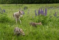 Juvenile Grey Wolf Canis lupus and Pups in Field