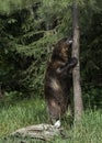 A Grizzly Scratching Post