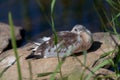 Sleeping juvenile gull during feather change Royalty Free Stock Photo
