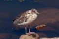 Juvenile gull during feather change stands on a stone Royalty Free Stock Photo