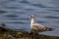 Juvenile Gull Royalty Free Stock Photo