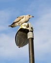 Juvenile gull resting