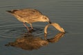 Juvenile gull or seagull pulling fish remains out of the water with a heart reflection