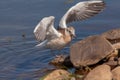 Juvenile gull with spread wings after landing on a stone Royalty Free Stock Photo