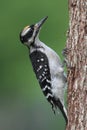 Juvenile Hairy Woodpecker (Picoides villosus) Royalty Free Stock Photo