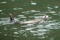 Juvenile harbor seal swimming at the surface of the water Royalty Free Stock Photo