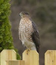 Juvenile hawk sitting on a fence showing chest feathers.