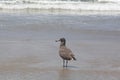 Juvenile Heermann`s Gull Wading on the Venice Beach Shore Royalty Free Stock Photo