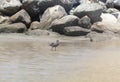 Juvenile Heermann`s Gull Wading on the Venice Beach Shore Royalty Free Stock Photo