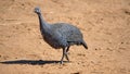 Juvenile Helmeted guineafowl Royalty Free Stock Photo
