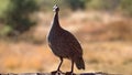 Juvenile Helmeted guineafowl