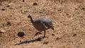 Juvenile Helmeted guineafowl Royalty Free Stock Photo