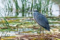 A juvenile heron looking for food Royalty Free Stock Photo