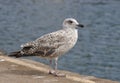 Juvenile Herring Gull