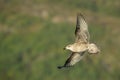 Juvenile Herring Gull in Flight