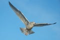 Juvenile Herring Gull in flight. Royalty Free Stock Photo