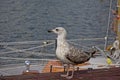 Juvenile herring gull on a sailship, selective focus Royalty Free Stock Photo