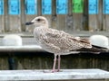 Juvenile herring gull sea gull