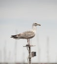 Juvenile herring gull seabird stood on boat mastl