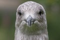 Juvenile Herring Gull / Seagull / Larus argentatus head and face looking straight at camera