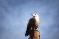 A juvenile herring gull sitting on a post