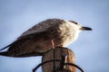 A juvenile herring gull sitting on a post