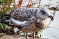 Juvenile Herring Gull sitting by a river
