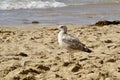 A Juvenile Herring Gull on a sandy Cornwall beach with waves behind. Royalty Free Stock Photo