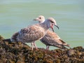 Juvenile herring gulls on rocks of the Jersey Island