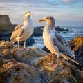 Juvenile herring gulls on rocks of the Jersey Island Made With Generative AI illustration