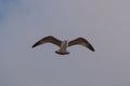 Juvenile Herring Gulls / Seagull / Larus argentatus in mid flight in northern Portugal Royalty Free Stock Photo