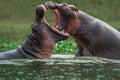 Juvenile hippos play-fighting in Kazinga channel Royalty Free Stock Photo