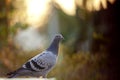 Juvenile homing pigeon bird standing outdoor against beautiful sunset light