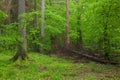 Juvenile Hornbeam tree and broken spruce