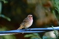 A Juvenile House Finch, Male