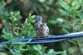 A Juvenile house finch on the wire