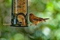 A Juvenile house finch practicing self eating