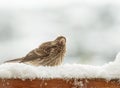 Juvenile House Finch in Snow Royalty Free Stock Photo