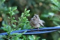 A Juvenile house finch on the wire