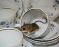 Side view of a moving brown house mouse with a curly tail in a tea cup. The dishes in the background are blue and white. Royalty Free Stock Photo